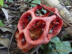 Clathrus-ruber_Сочи